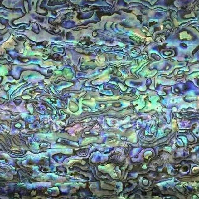 Abalone _Shell_